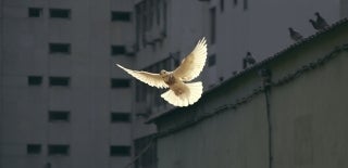 A white bird, possibly a dove, flying in front of some buildings. Photo by Sunyu on Unsplash.